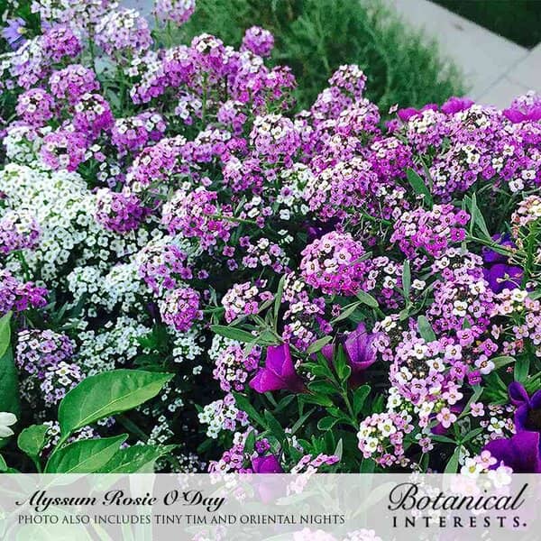 Alyssum