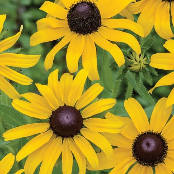 Black eyed susan