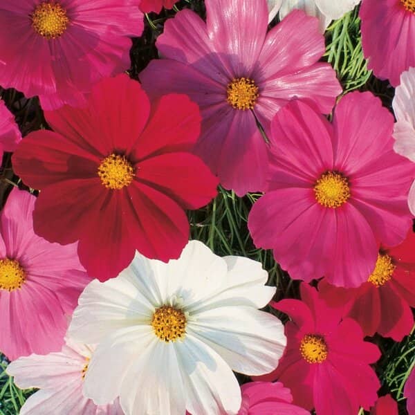 Cosmos