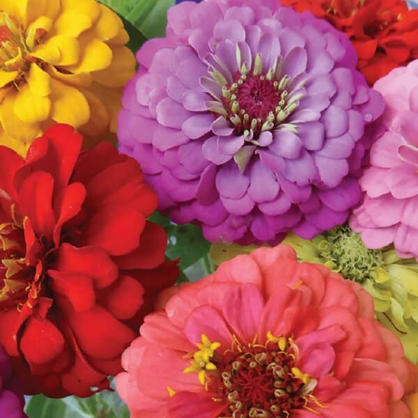 Zinnia