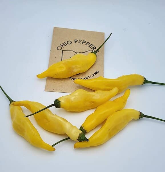 Aji Pineapple