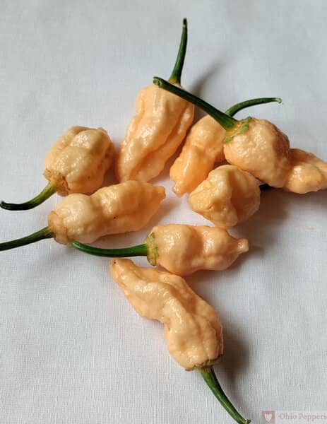 BBG7 Naga Peach