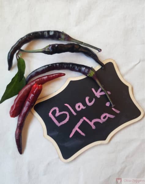 Black Thai