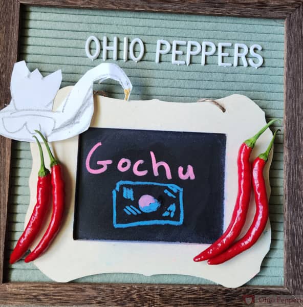 Gochu