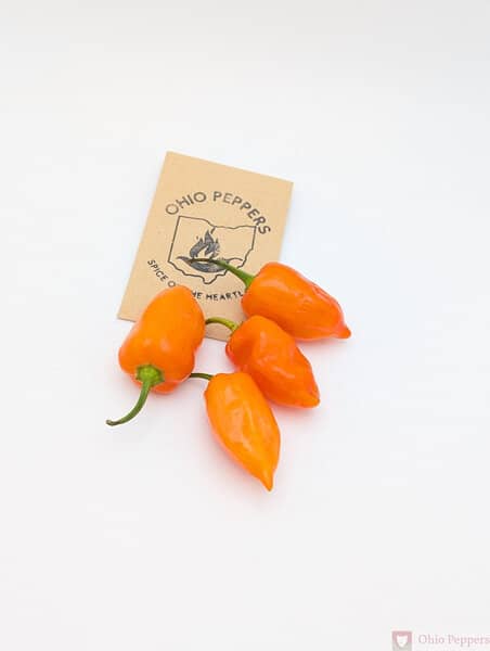 Habanero