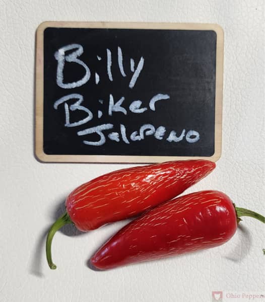 Jalapeno