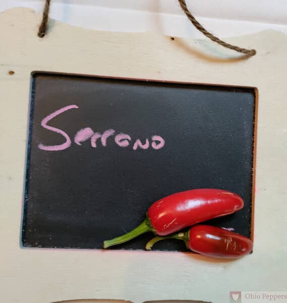 Serrano