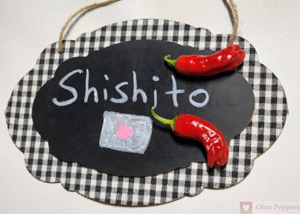 Shishito