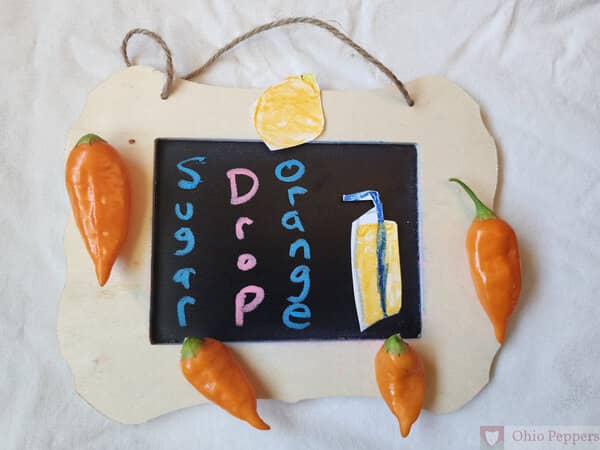 Sugar Drop Orange