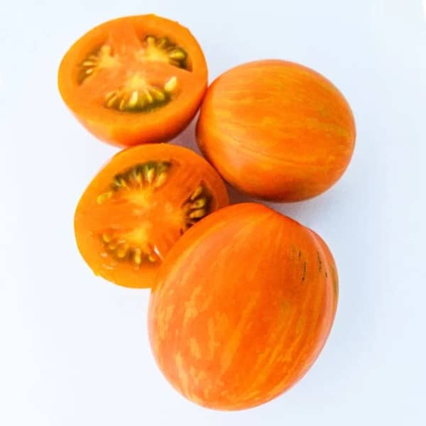 Apricot Zebra