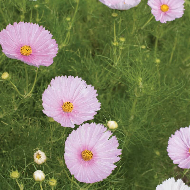 Cosmos