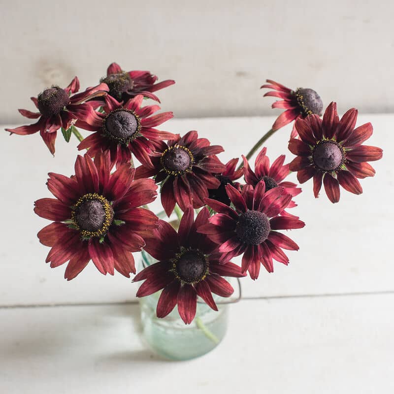 Rudbeckia