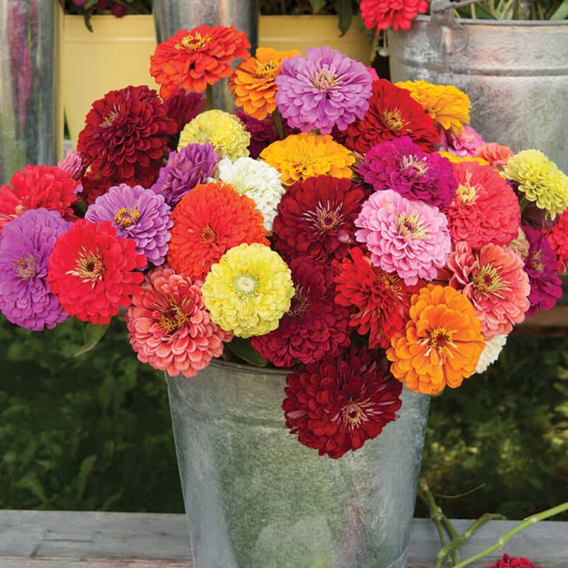 Zinnia