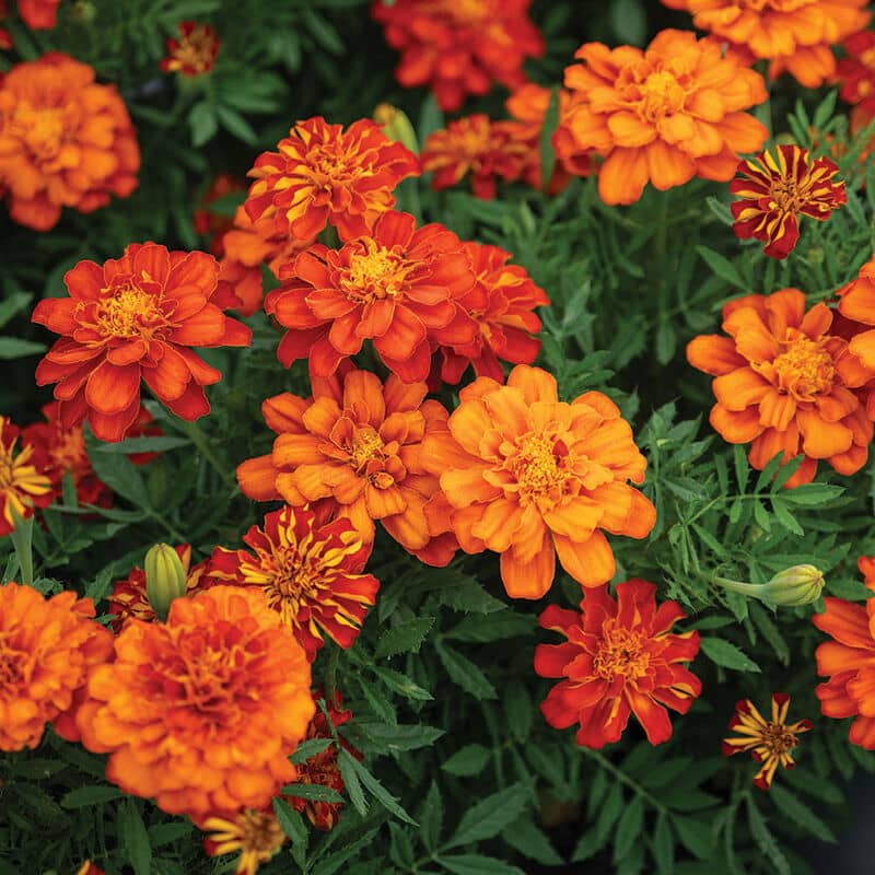 Marigold