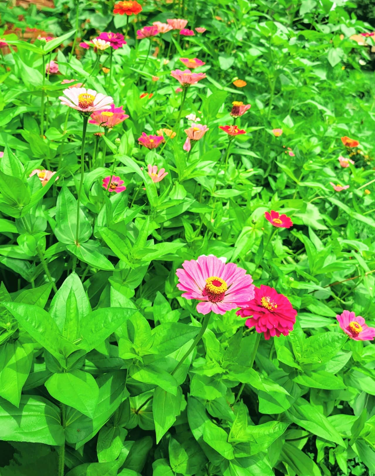 Zinnia