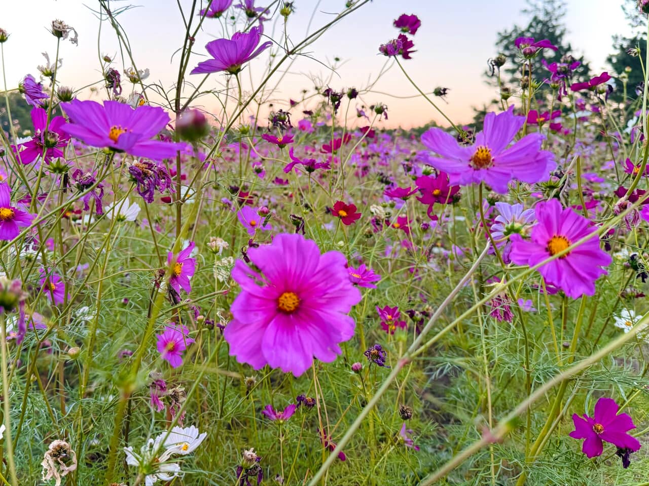 Cosmos