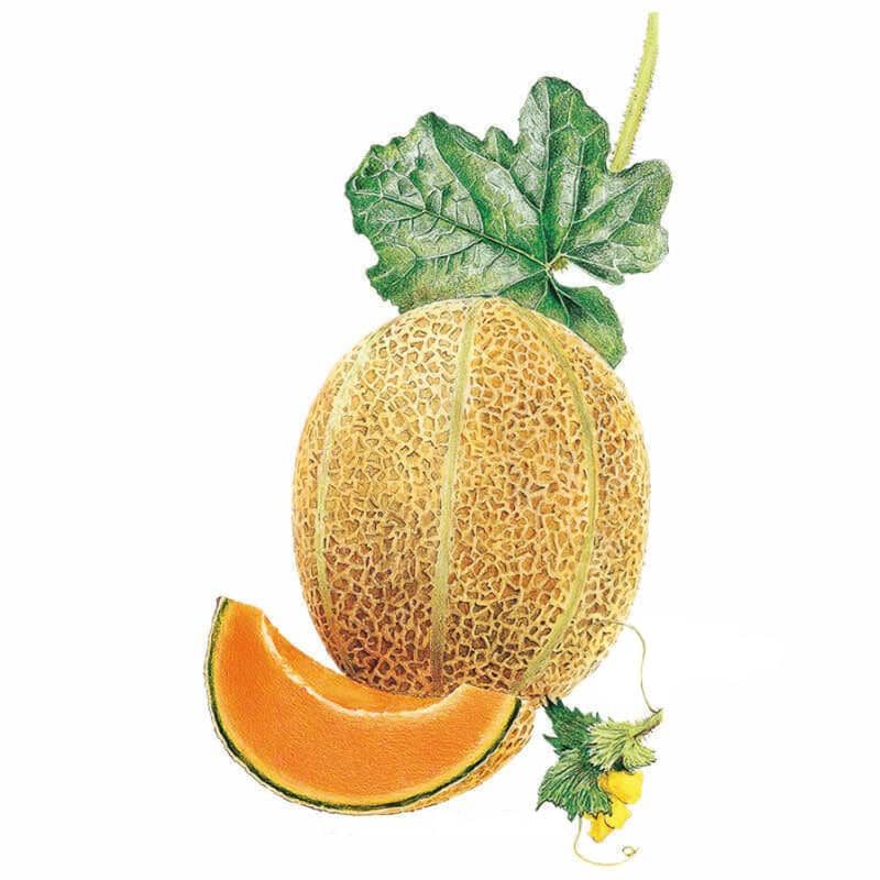 Cantaloupe
