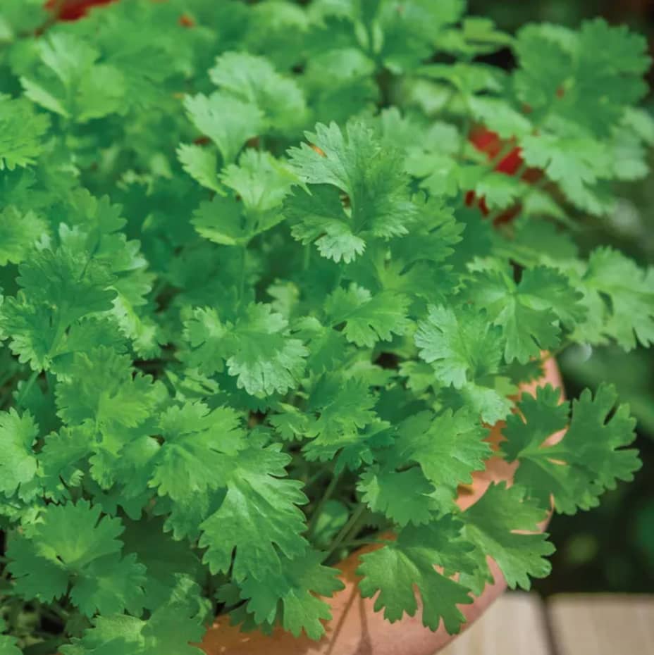 Cilantro