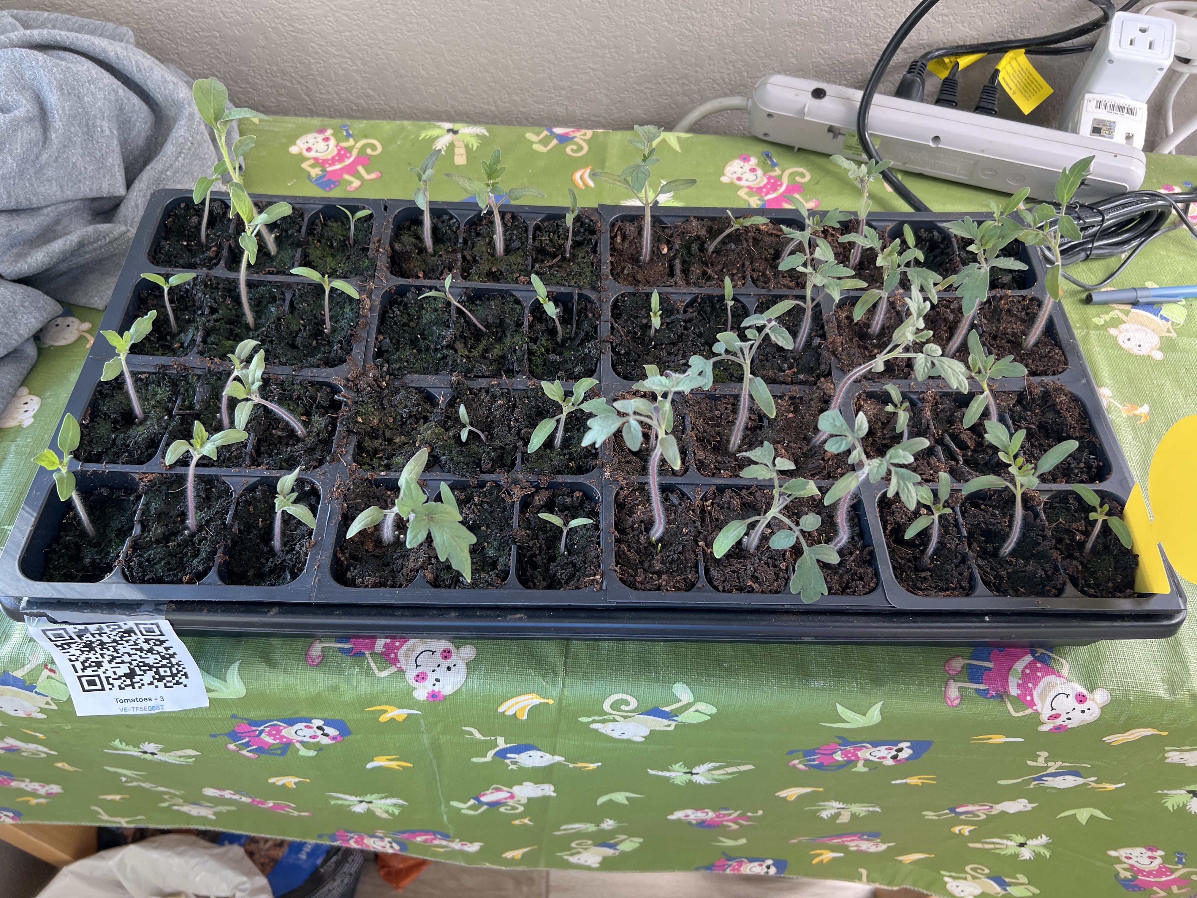 Tray: Pruned