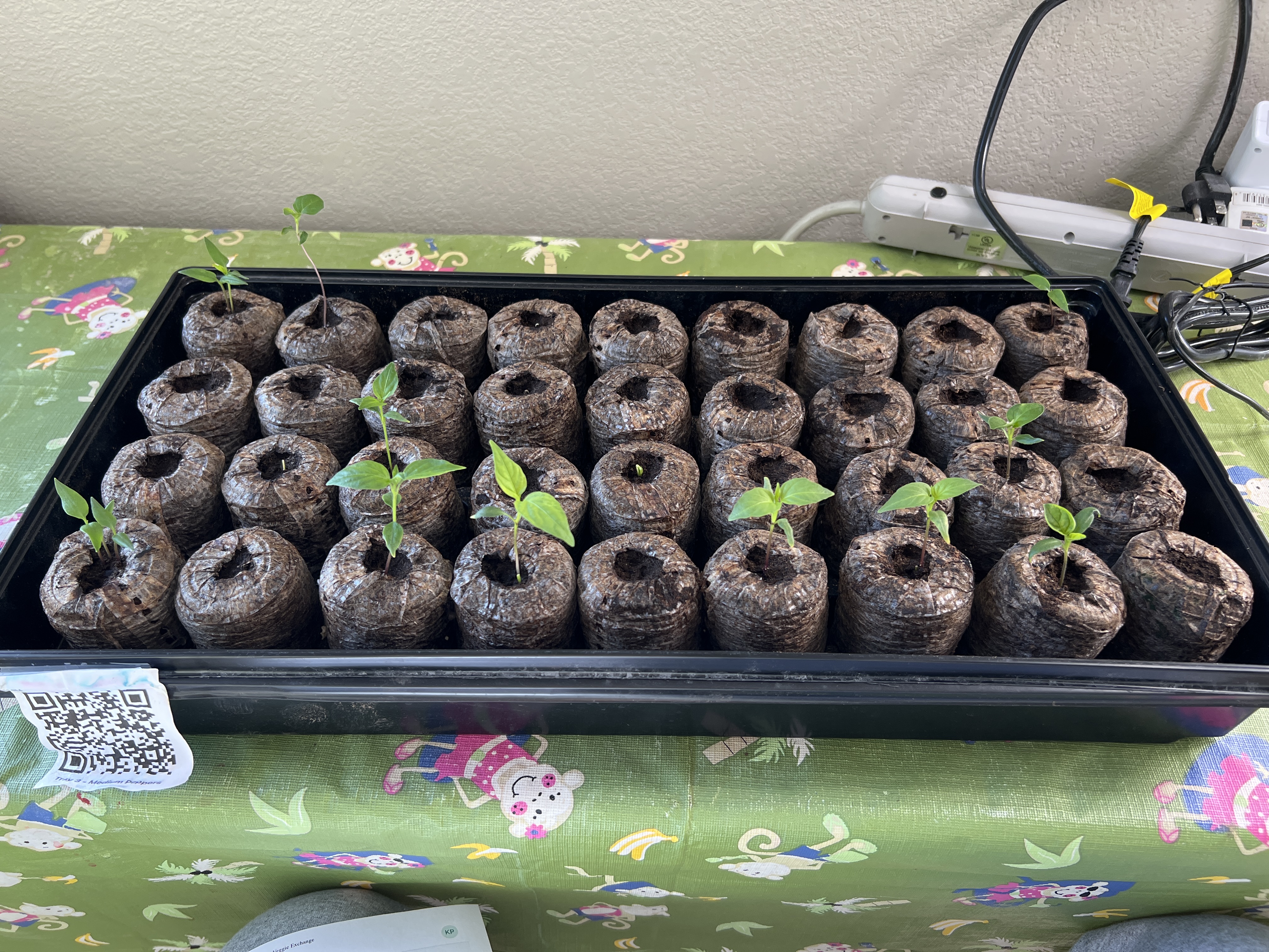 Tray: Inspected, heat mat off, humidity dome off