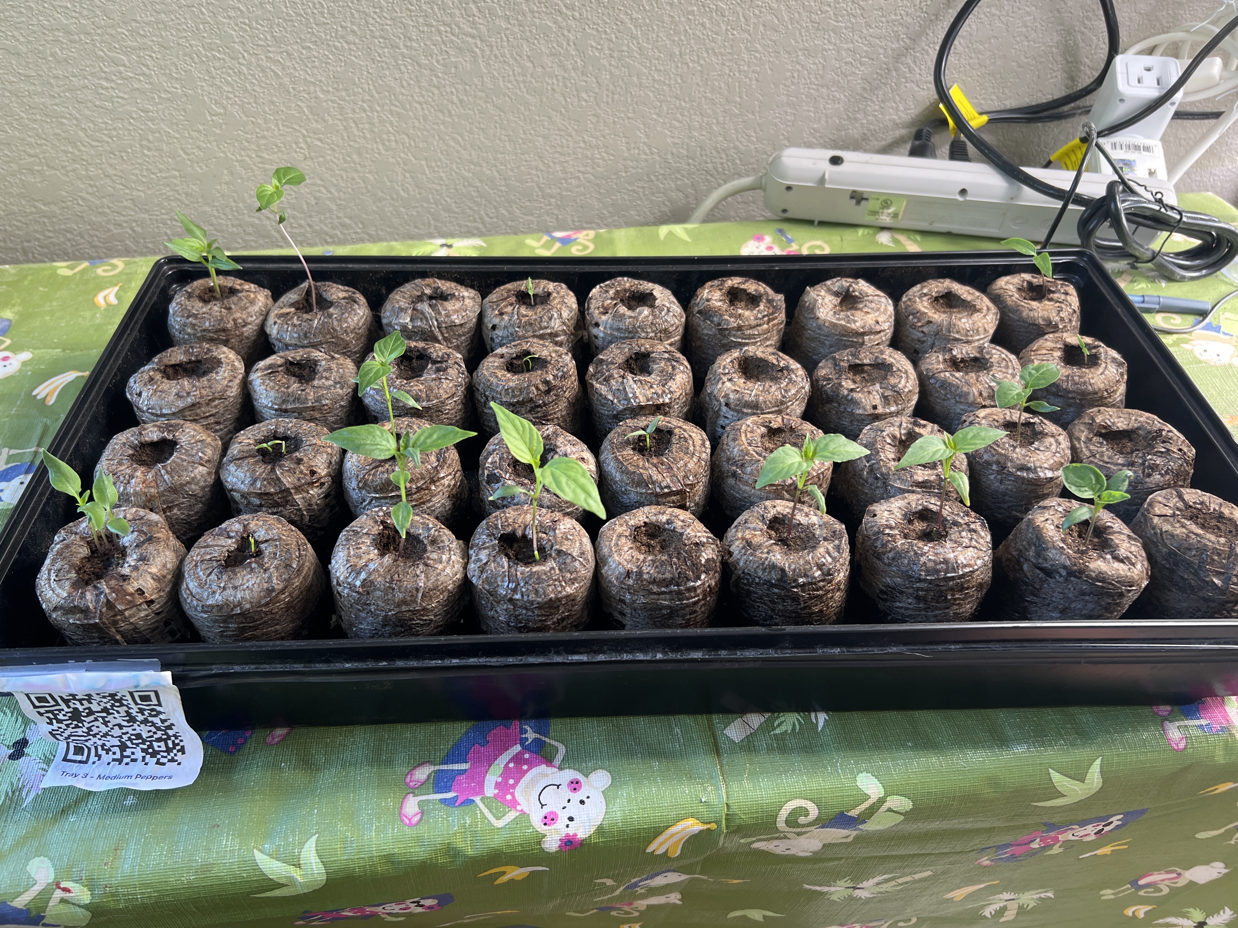 Tray: Watered, humidity dome off, lights on, heat mat off