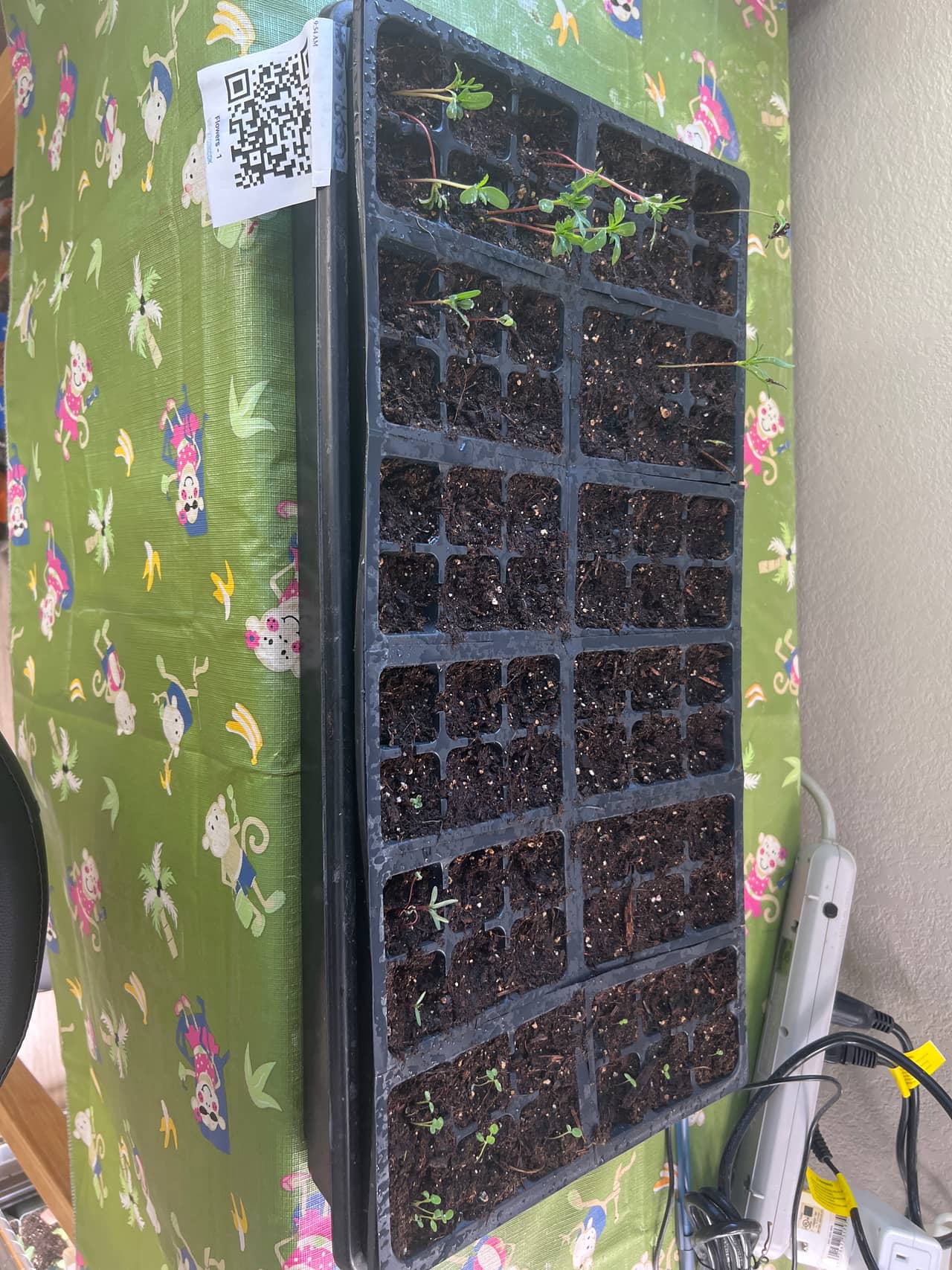 Tray: Watered