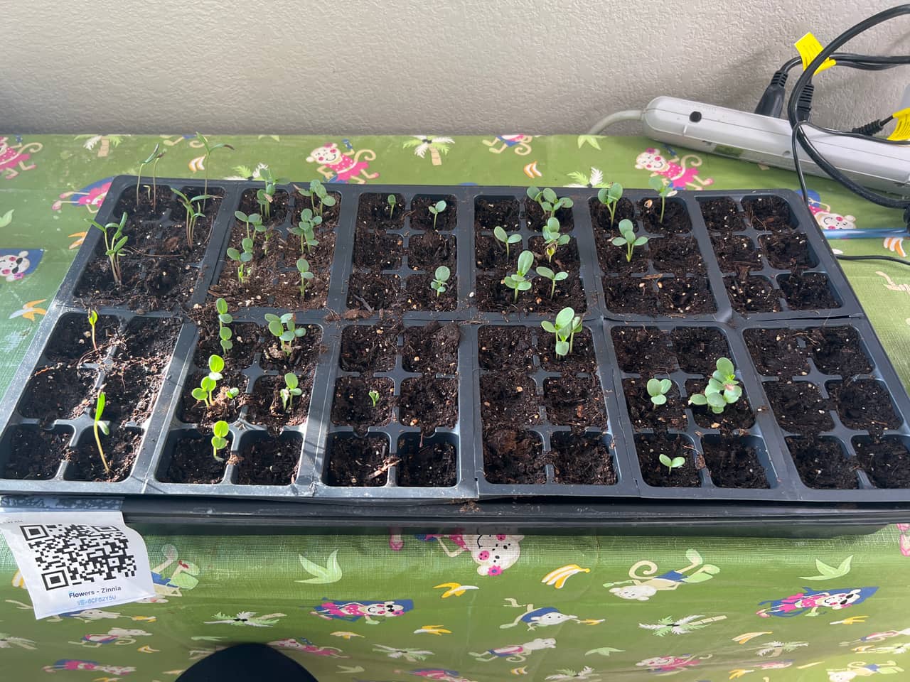 Tray: Watered