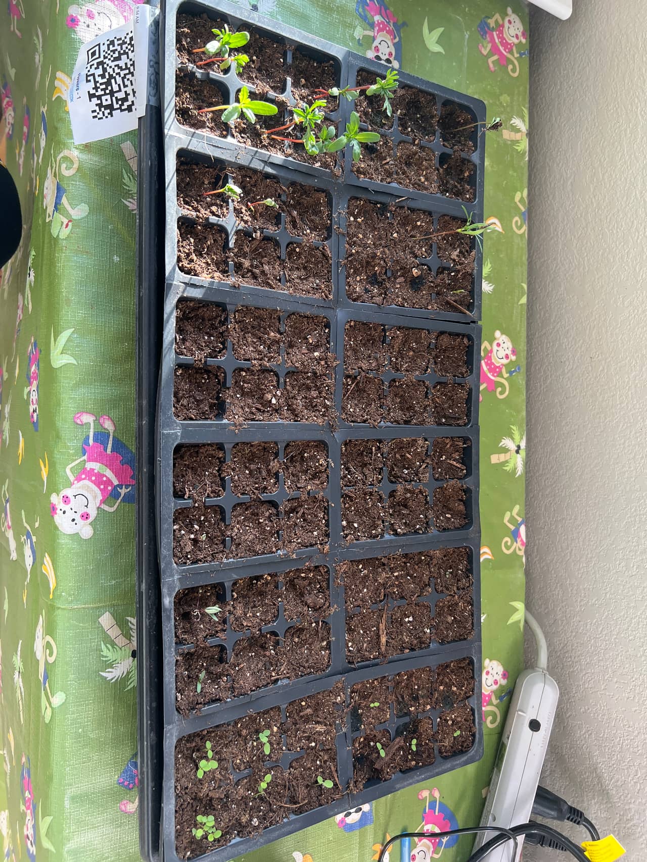 Tray: Watered