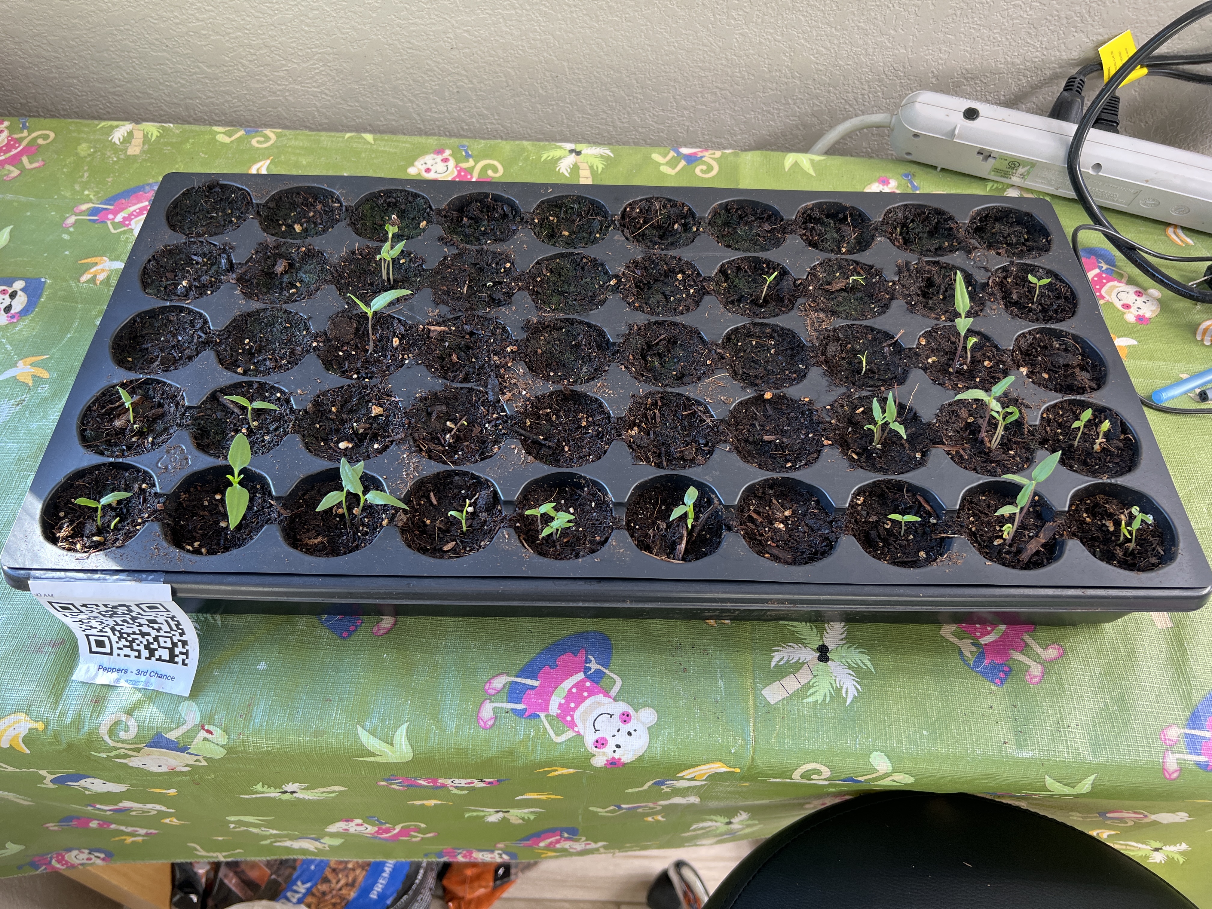Tray: Watered