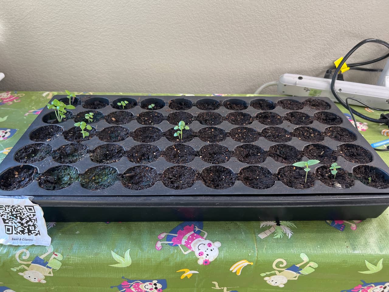 Tray: Watered