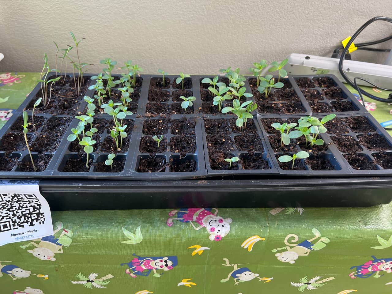 Tray: Watered