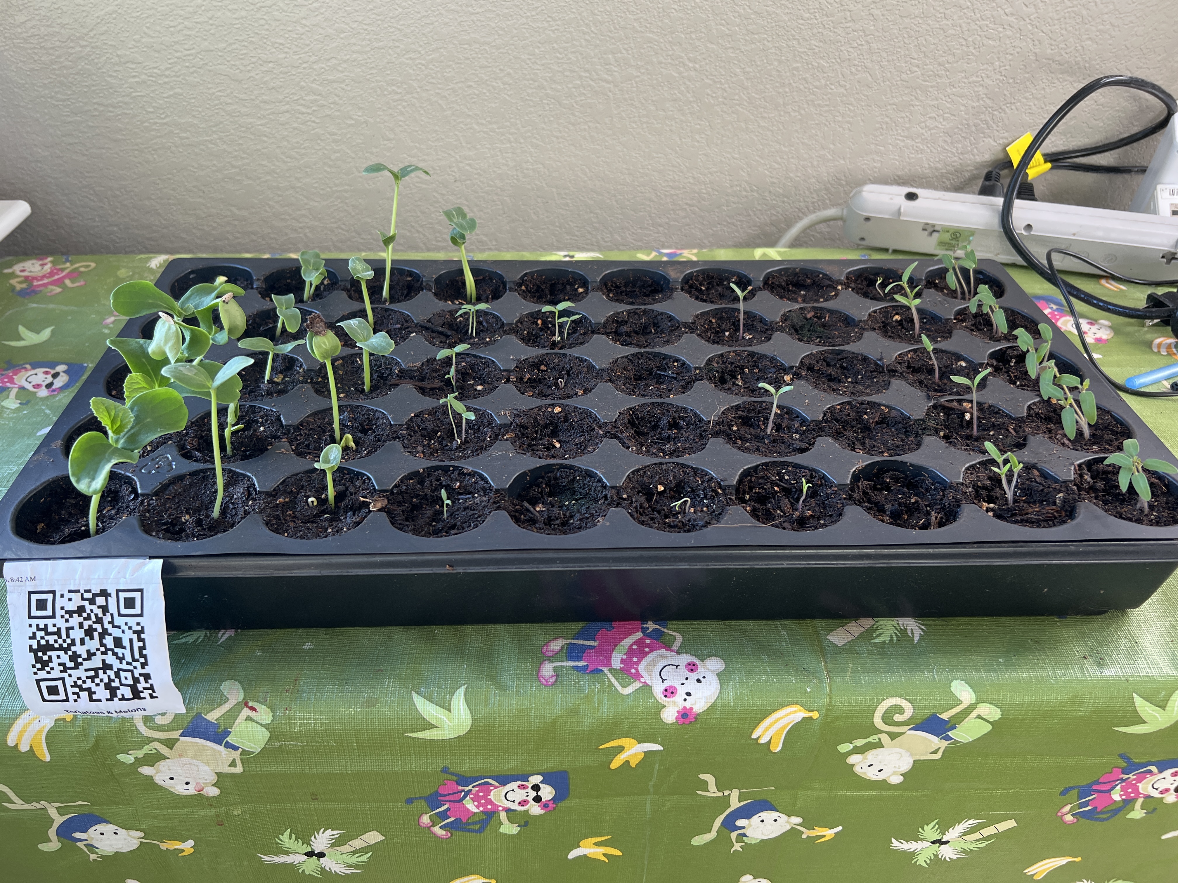 Tray: Watered