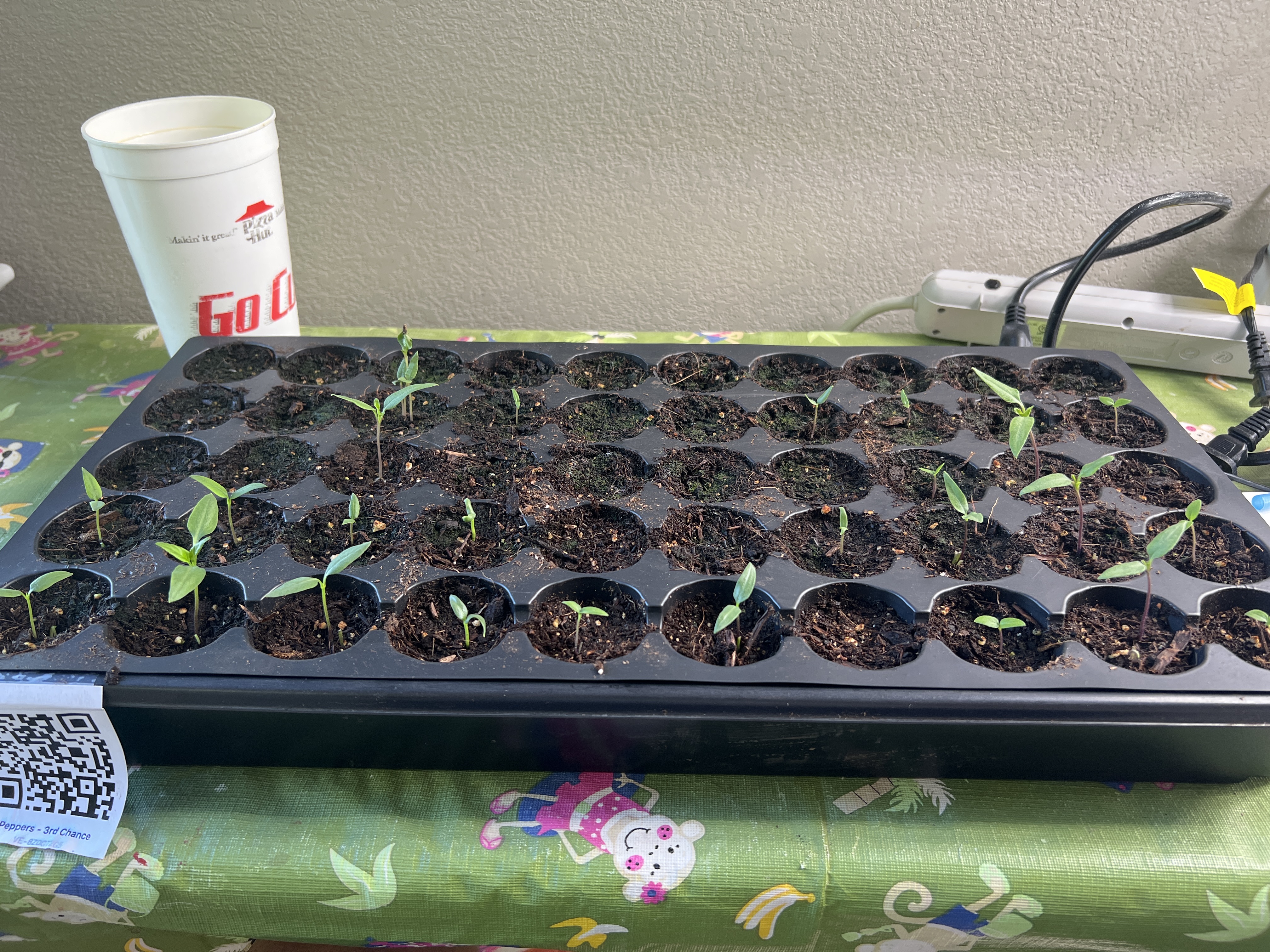 Tray: Pruned