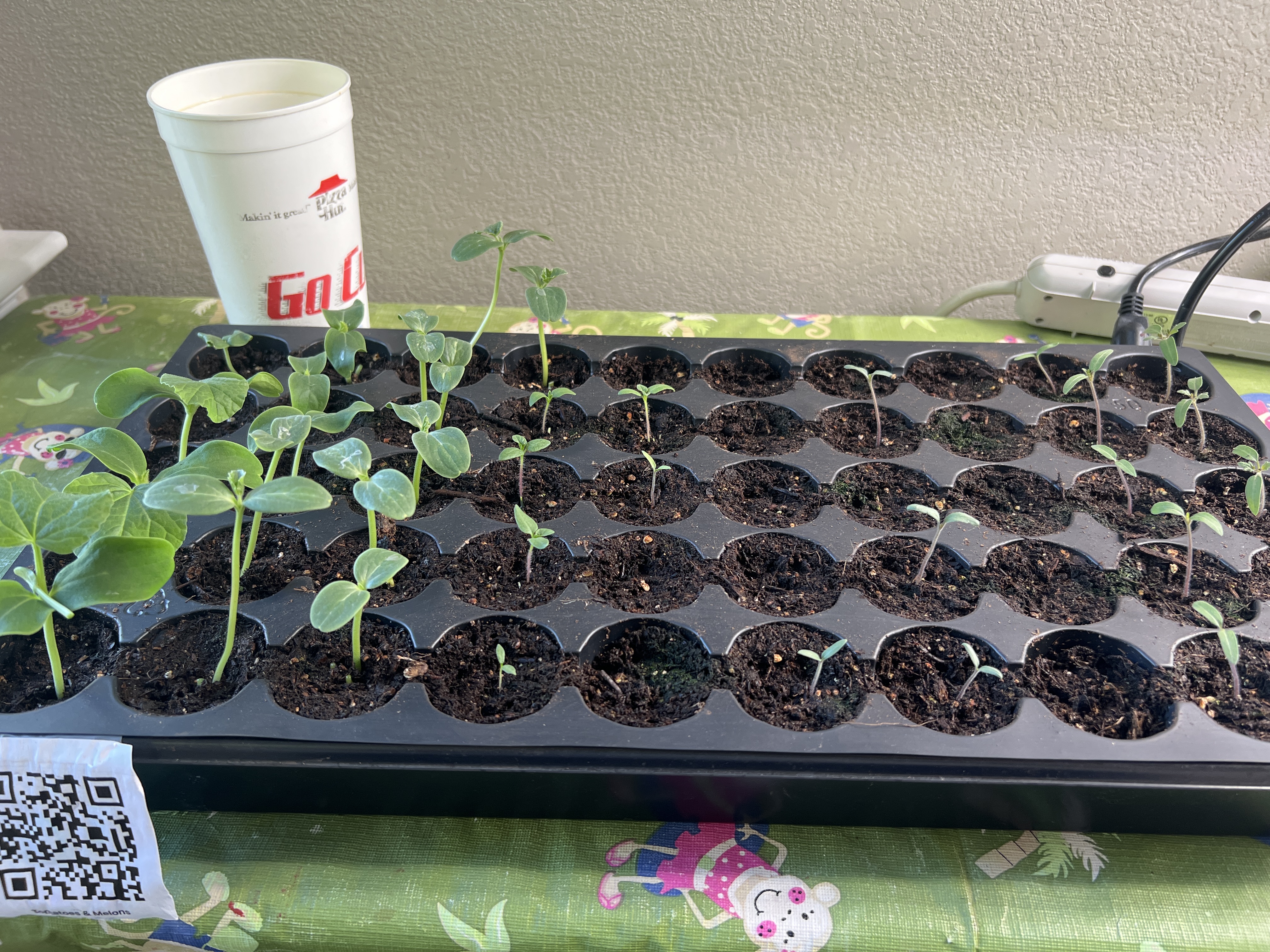 Tray: Pruned