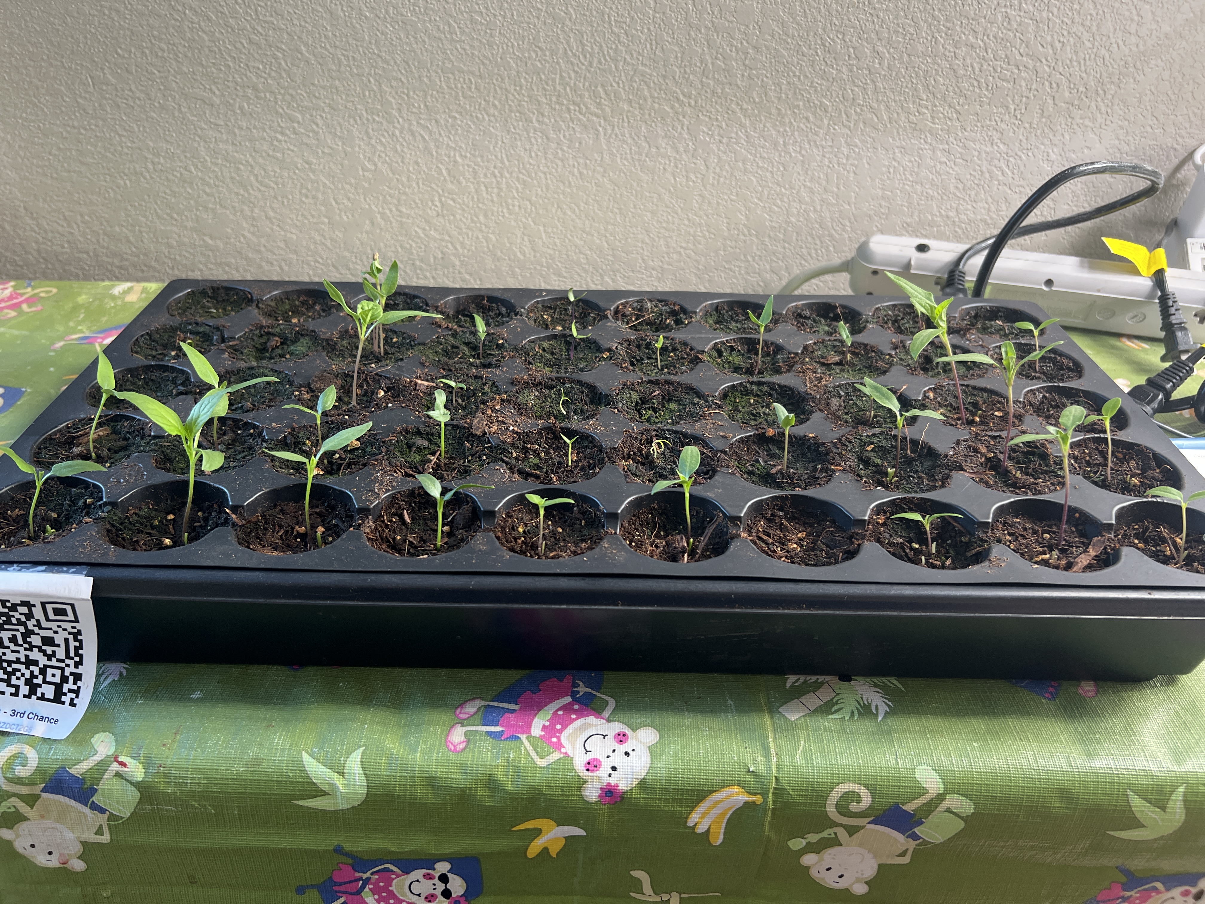 Tray: Pruned