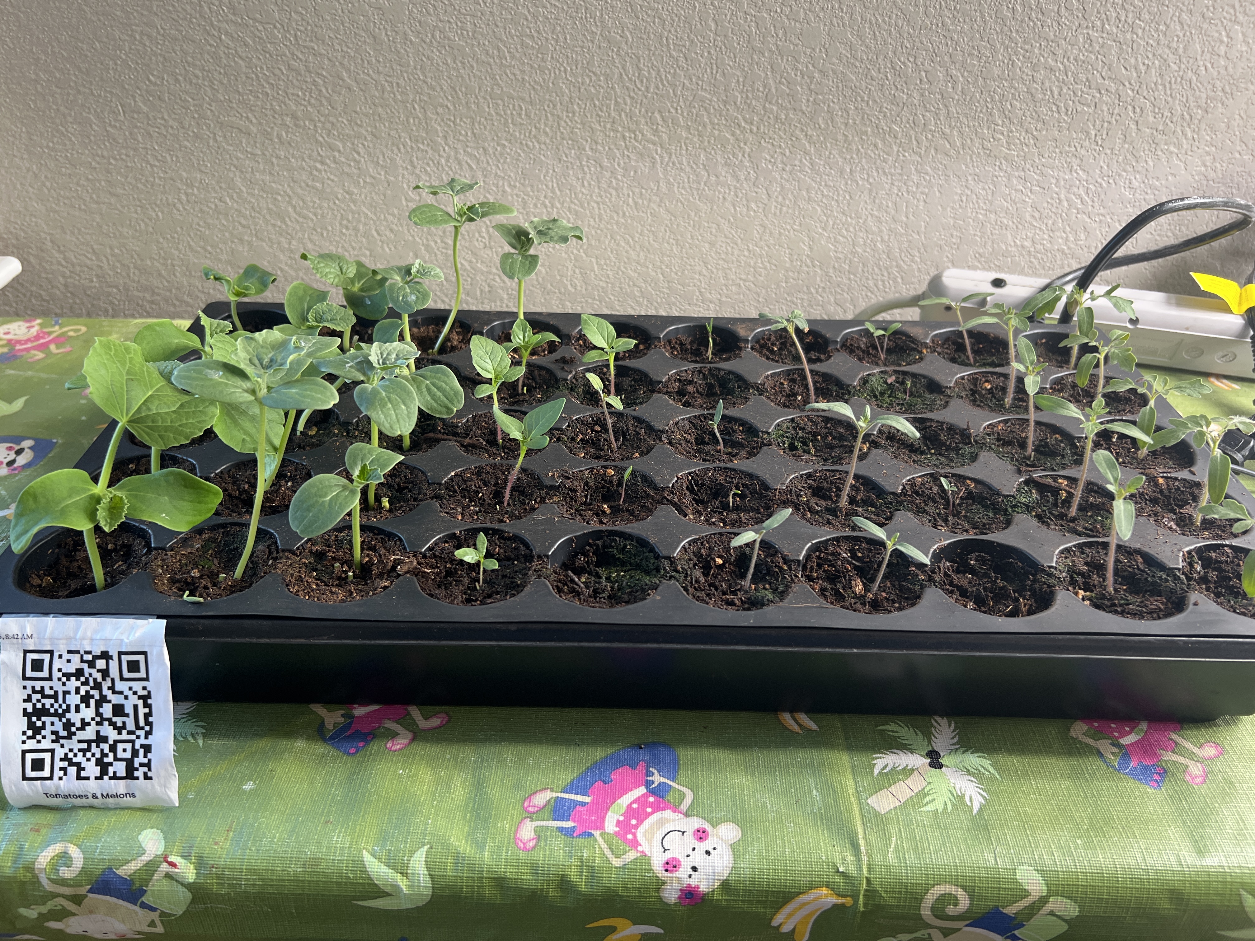 Tray: Pruned, fertilized, watered