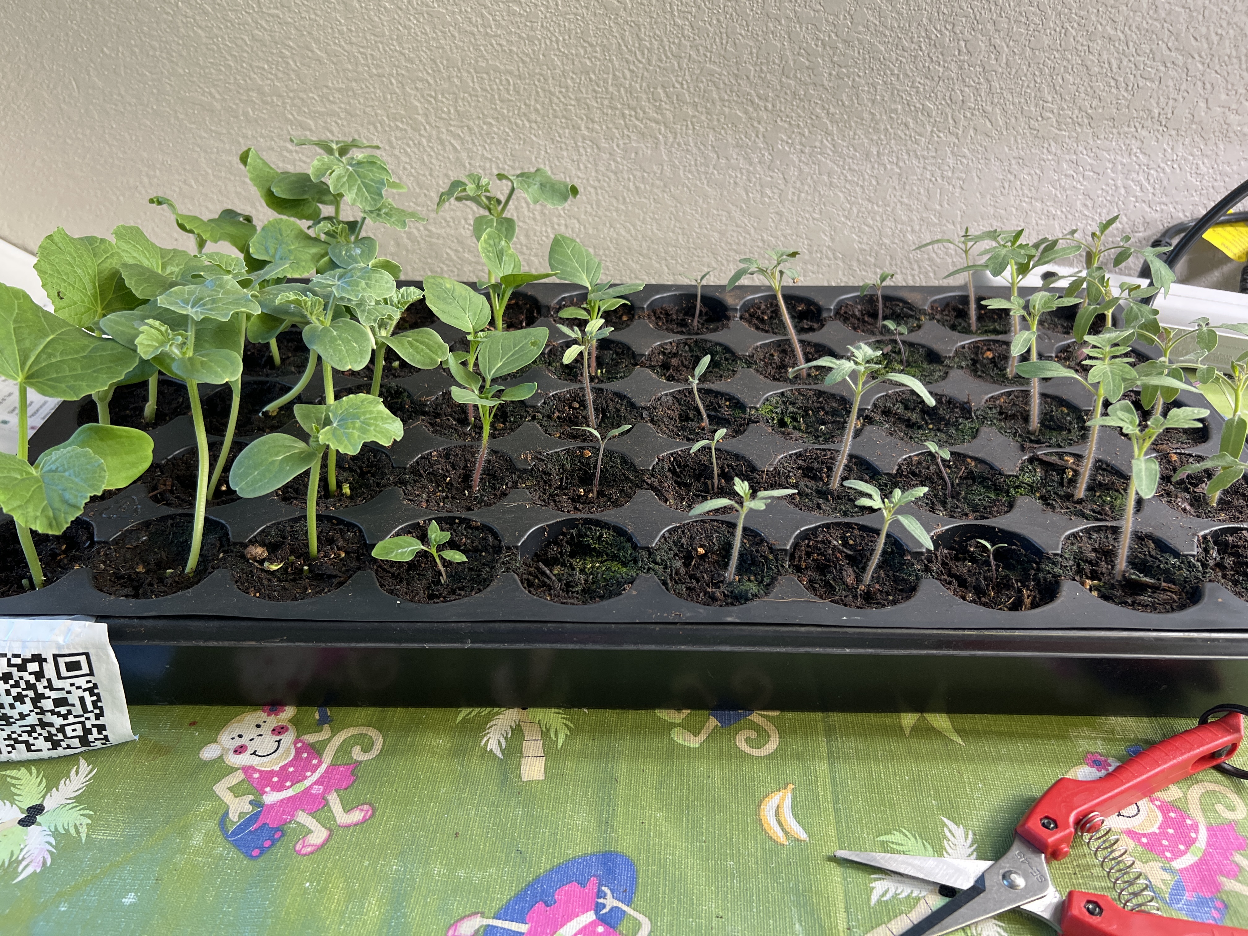 Tray: Pruned