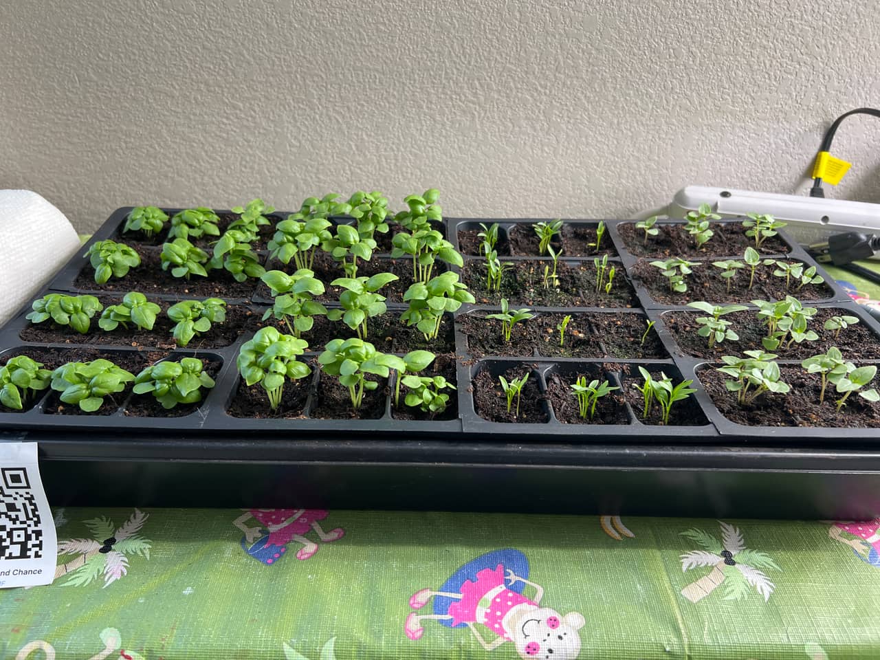 Tray: Watered