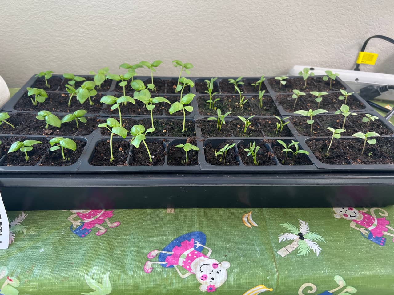 Tray: Pruned