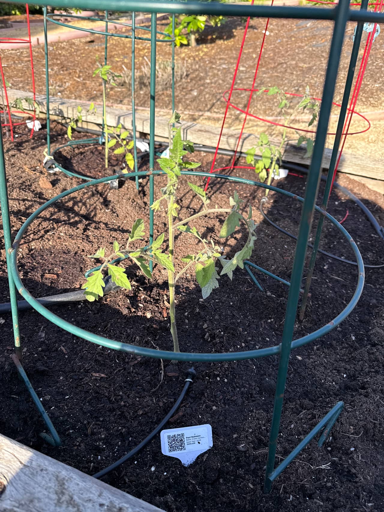 Growing photo