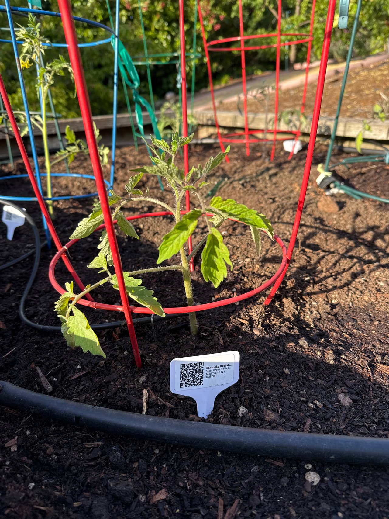 Growing photo