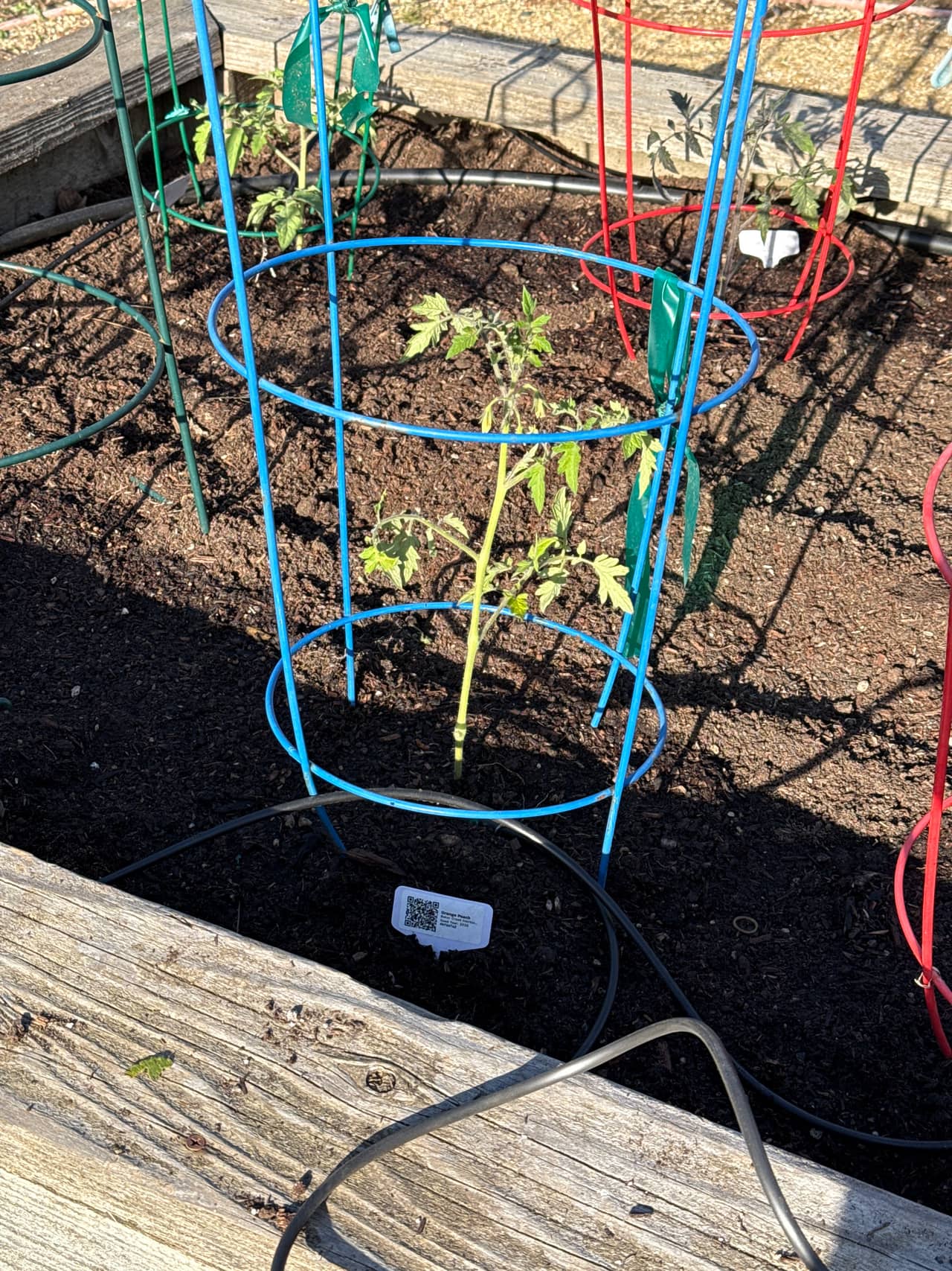 Growing photo