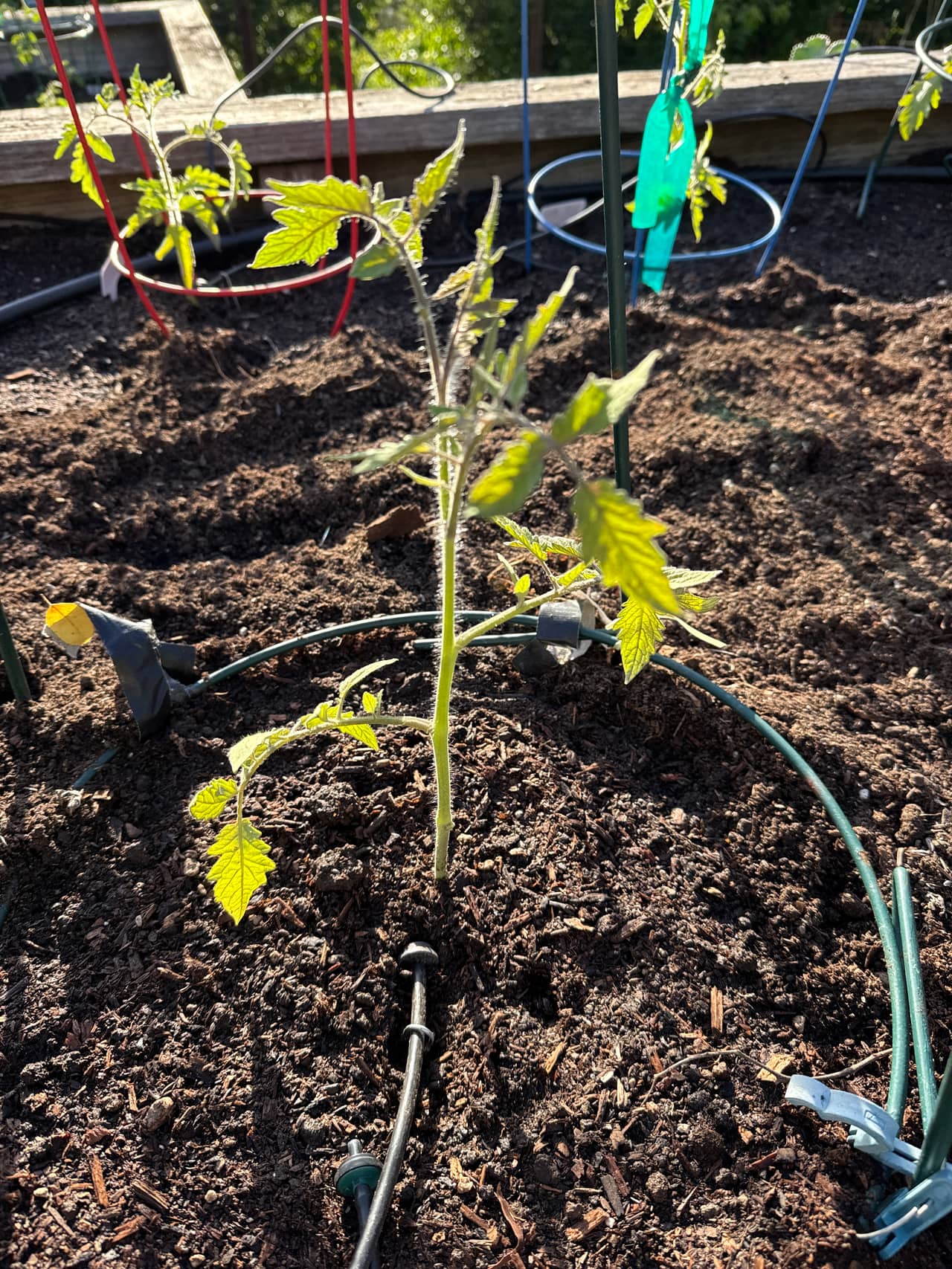 Growing photo