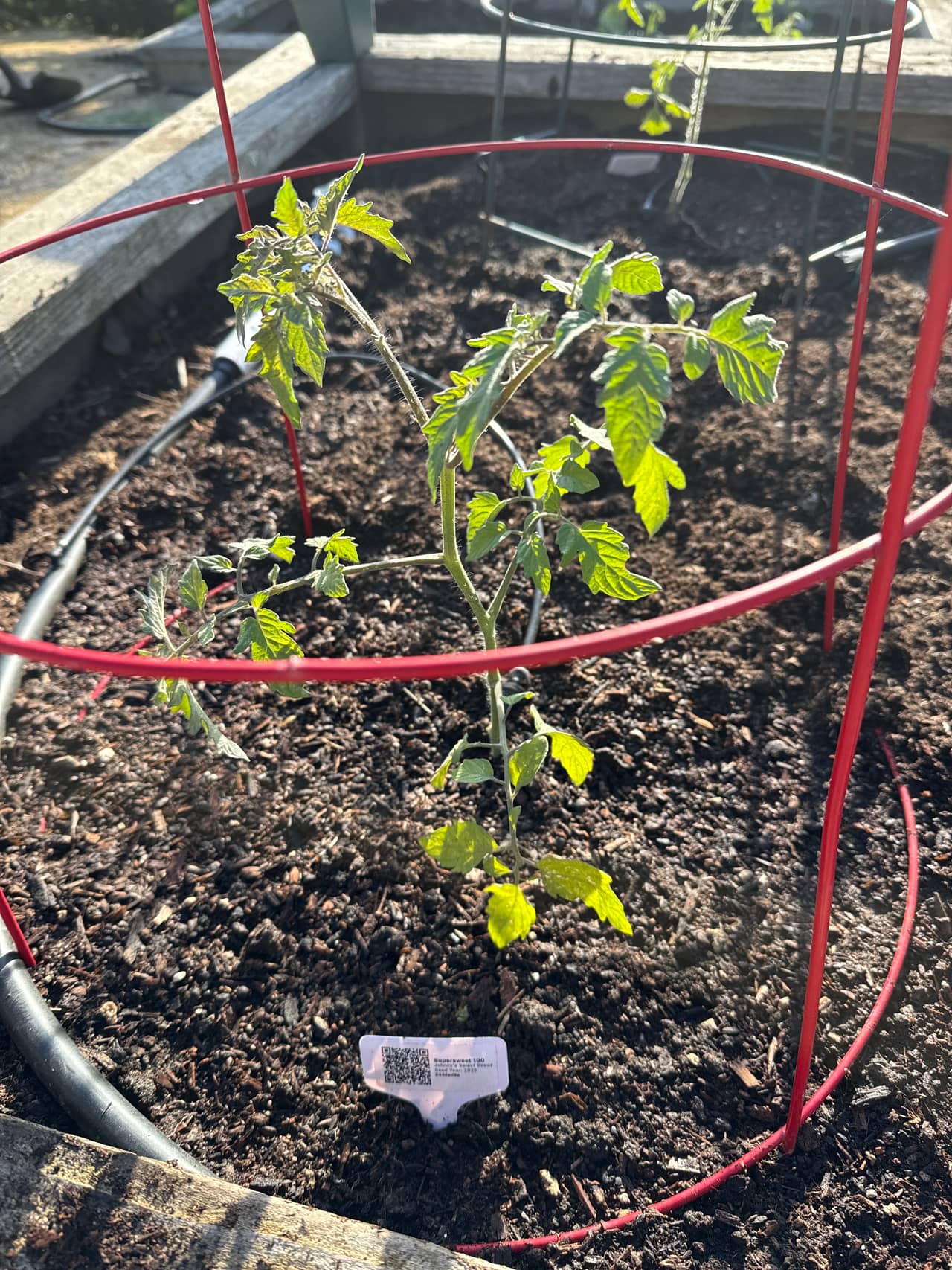 Growing photo