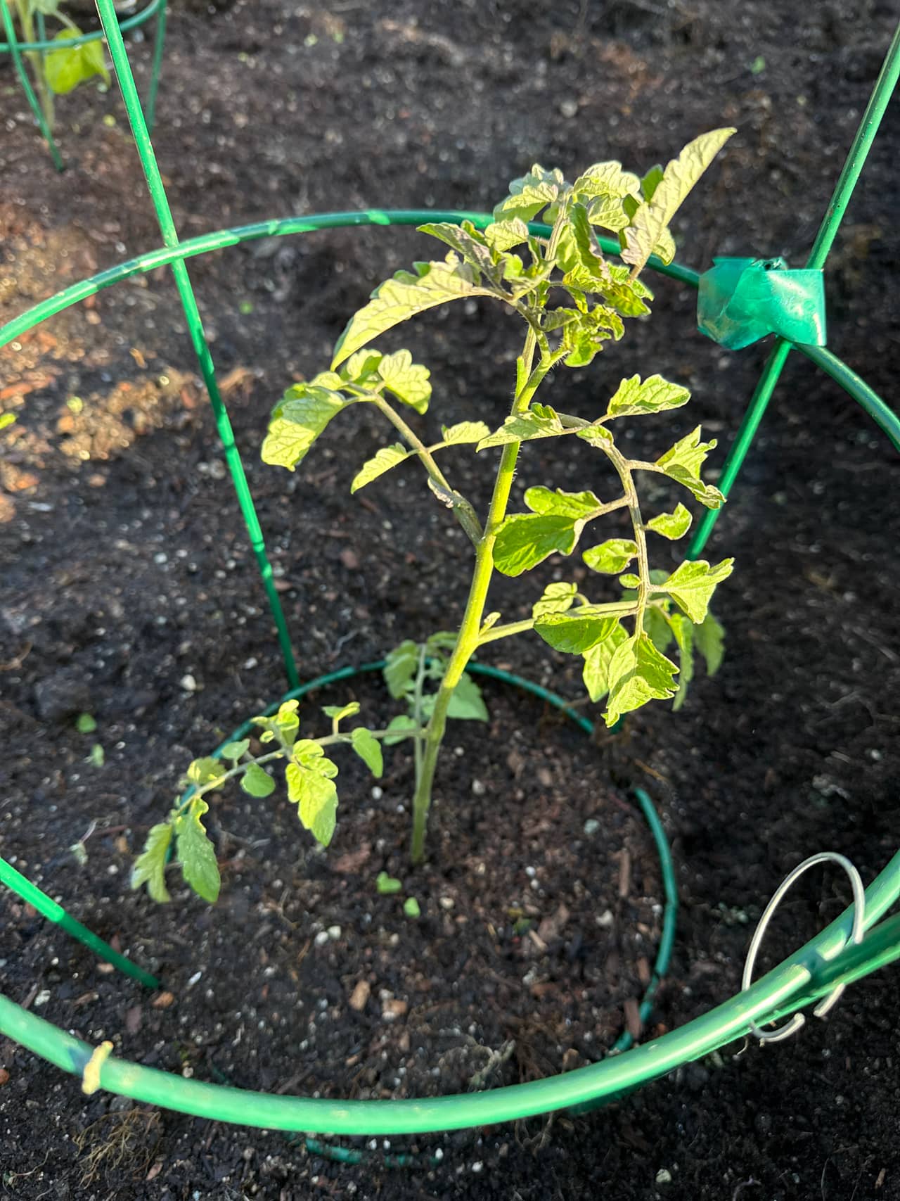 Growing photo