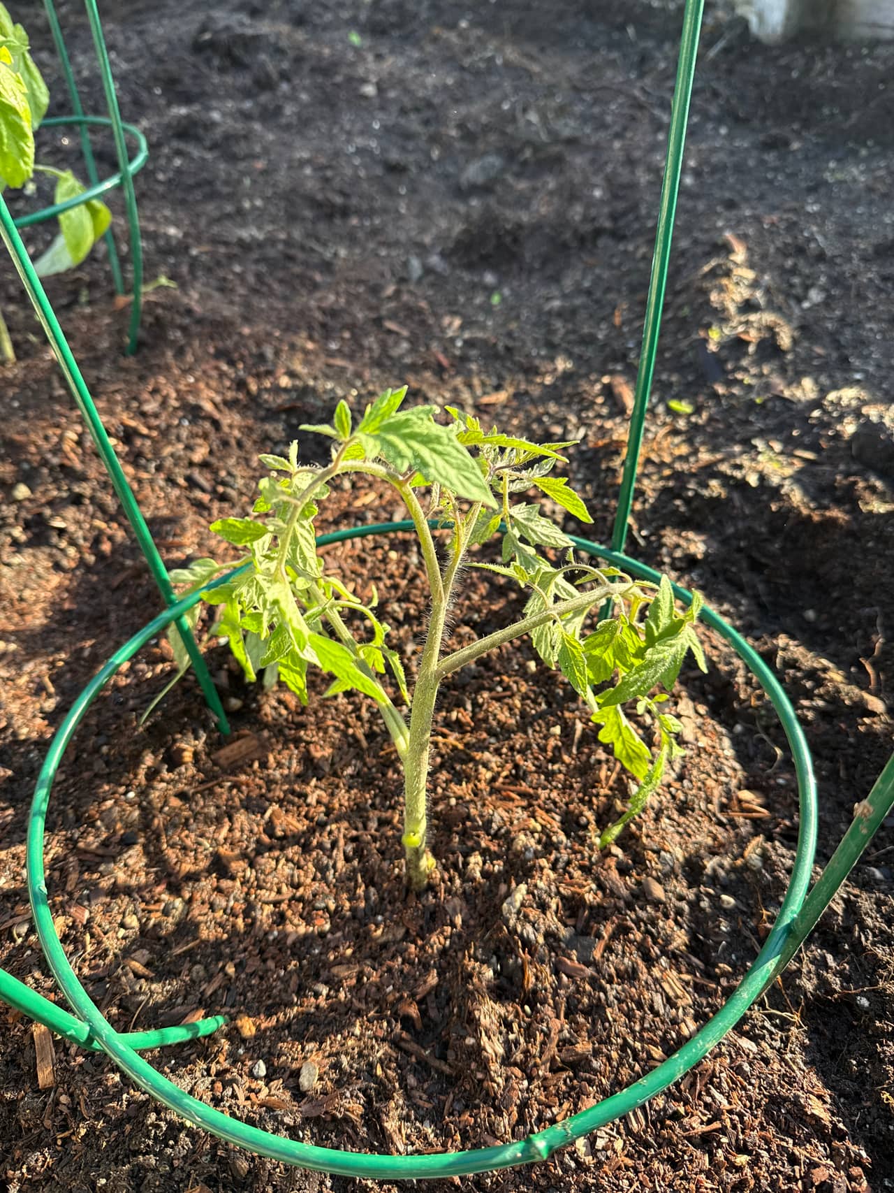 Growing photo