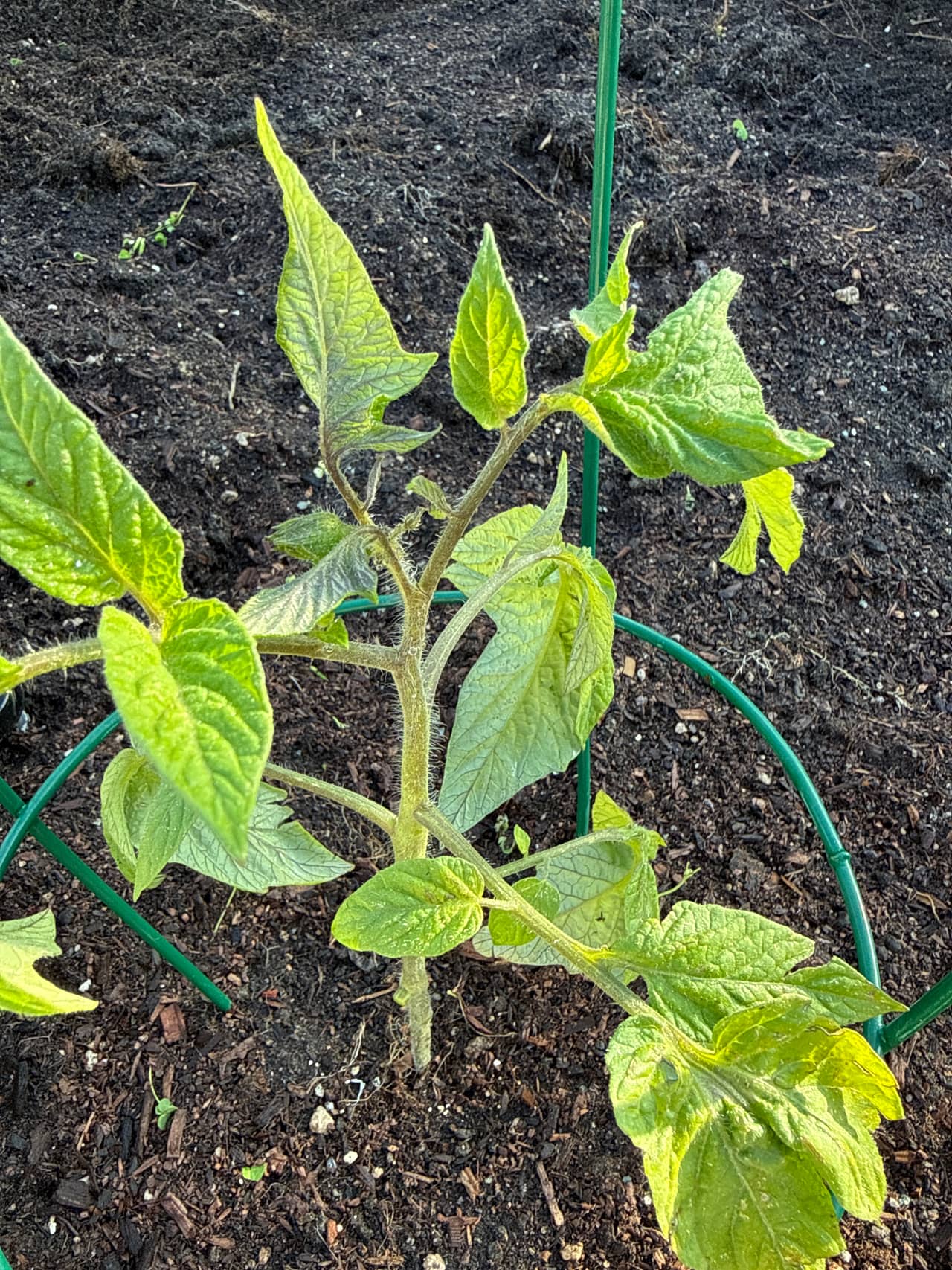 Growing photo