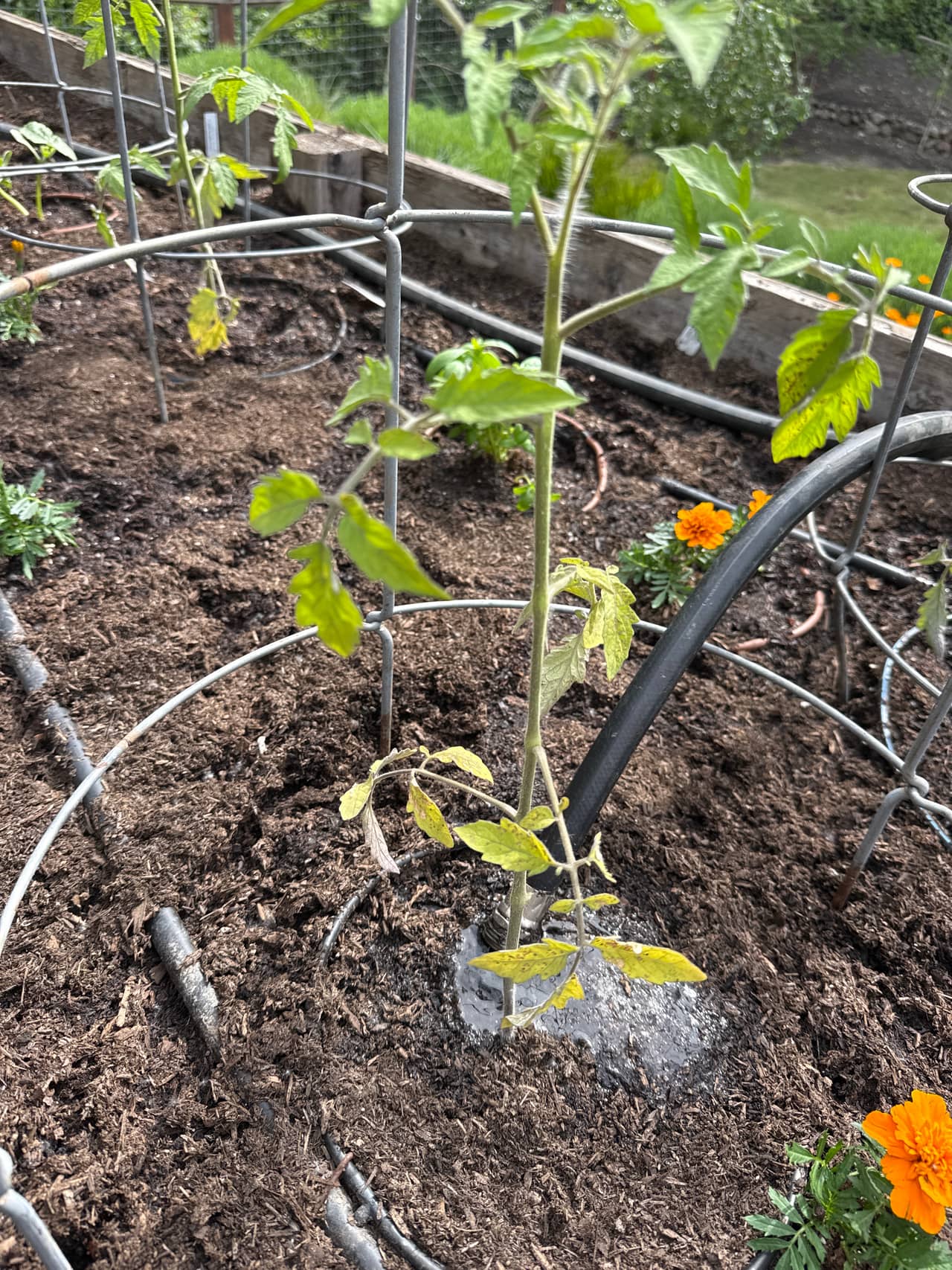 Growing photo