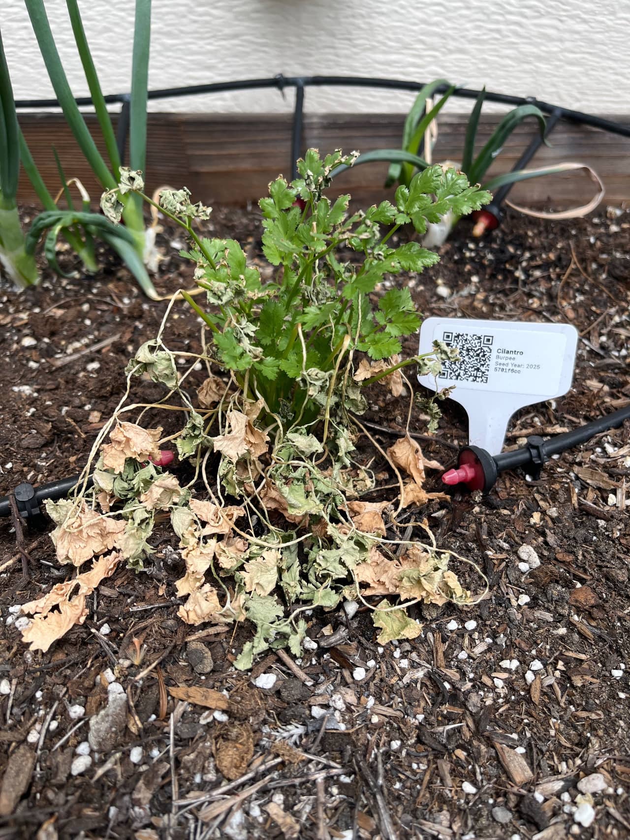 Growing photo