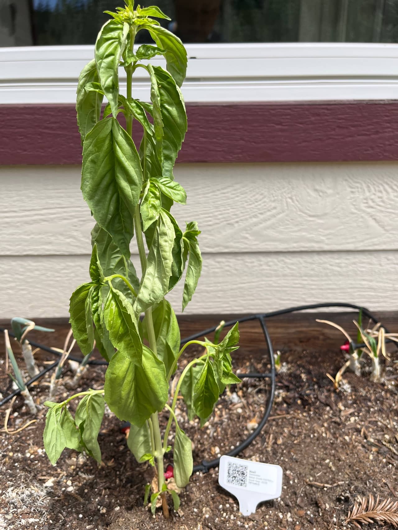 Growing photo